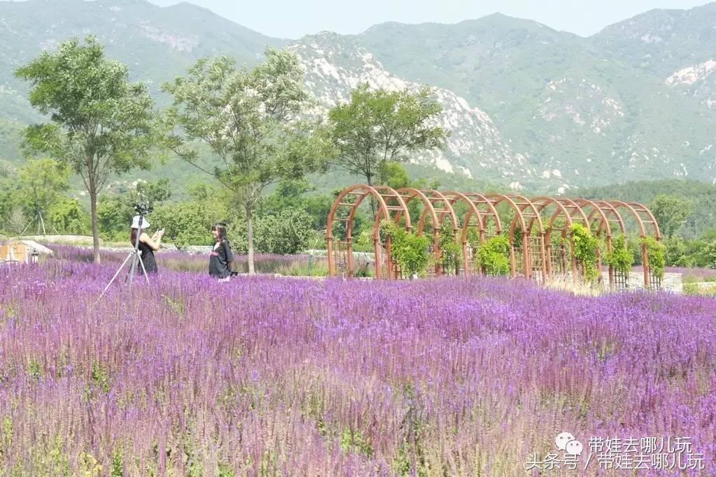 一次薰衣草之旅是如何变成采摘农家乐的?