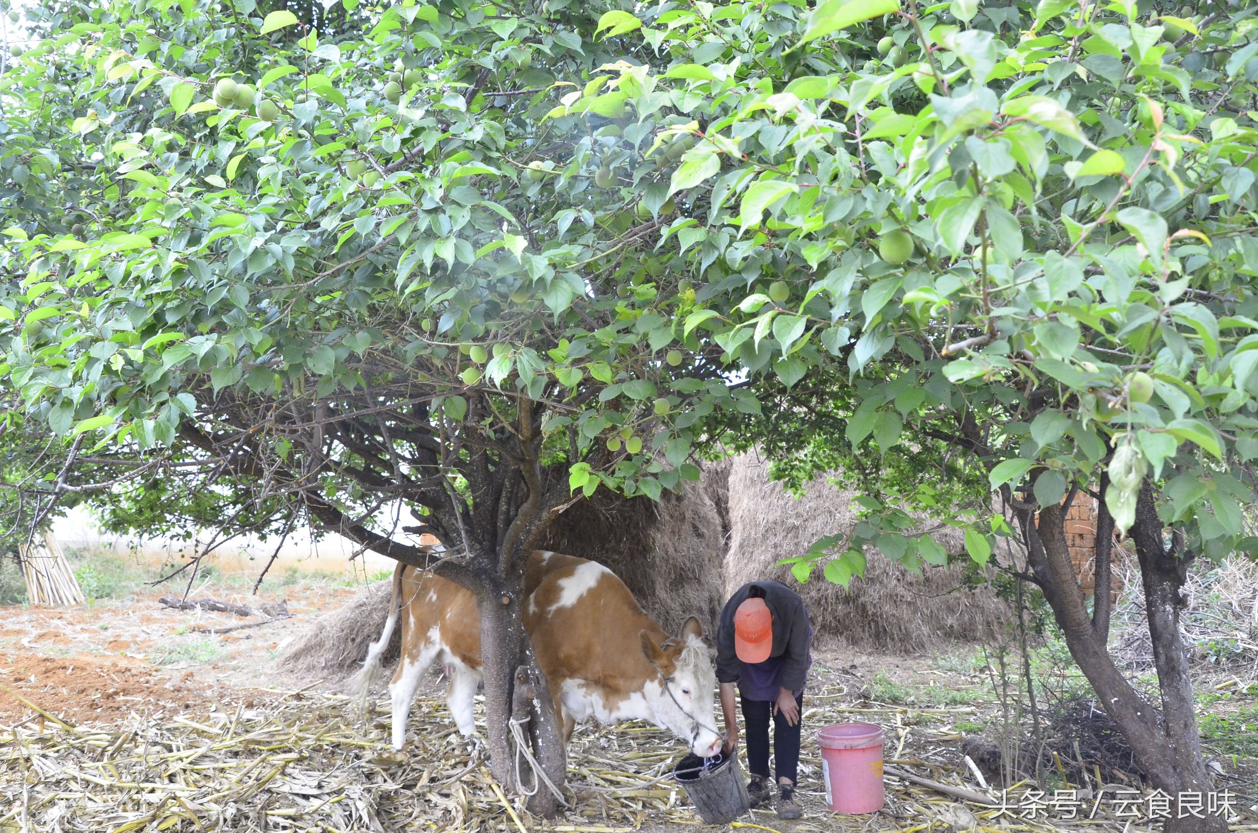 丽*青江**梅记|青梅煮酒话养生,正是初夏