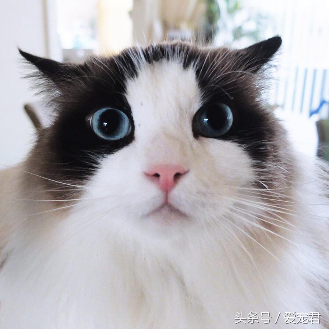 猫咪趣事知道多少,猫咪尴尬趣事