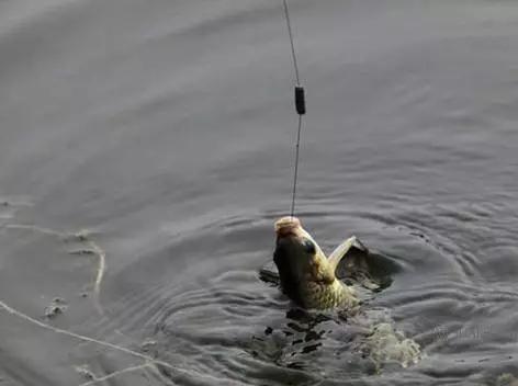 钓大鱼如何用饵料避开小杂鱼,饵料如何避开鲢鱼