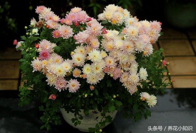 养花要喂什么药水浇花好,养花用什么药水浇花好