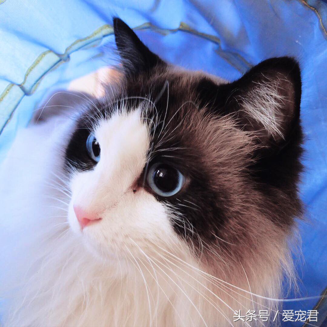 猫咪趣事知道多少,猫咪尴尬趣事