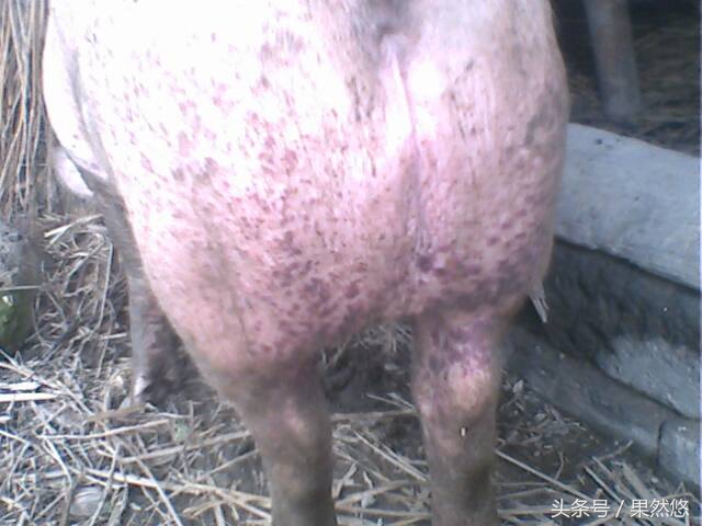 猪发烧身上起红疙瘩怎么治,猪群发红是怎么回事
