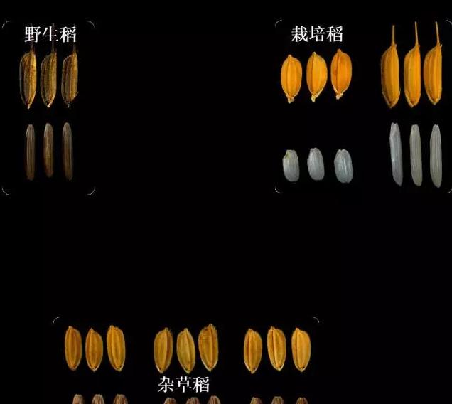 什么!你吃的不是香喷喷的白饭而是鬼稻?浙大科学家解密鬼稻