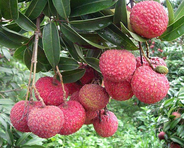 这个季节到茂名，我可能撑死在高州