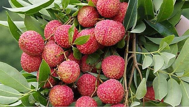 这个季节到茂名，我可能撑死在高州