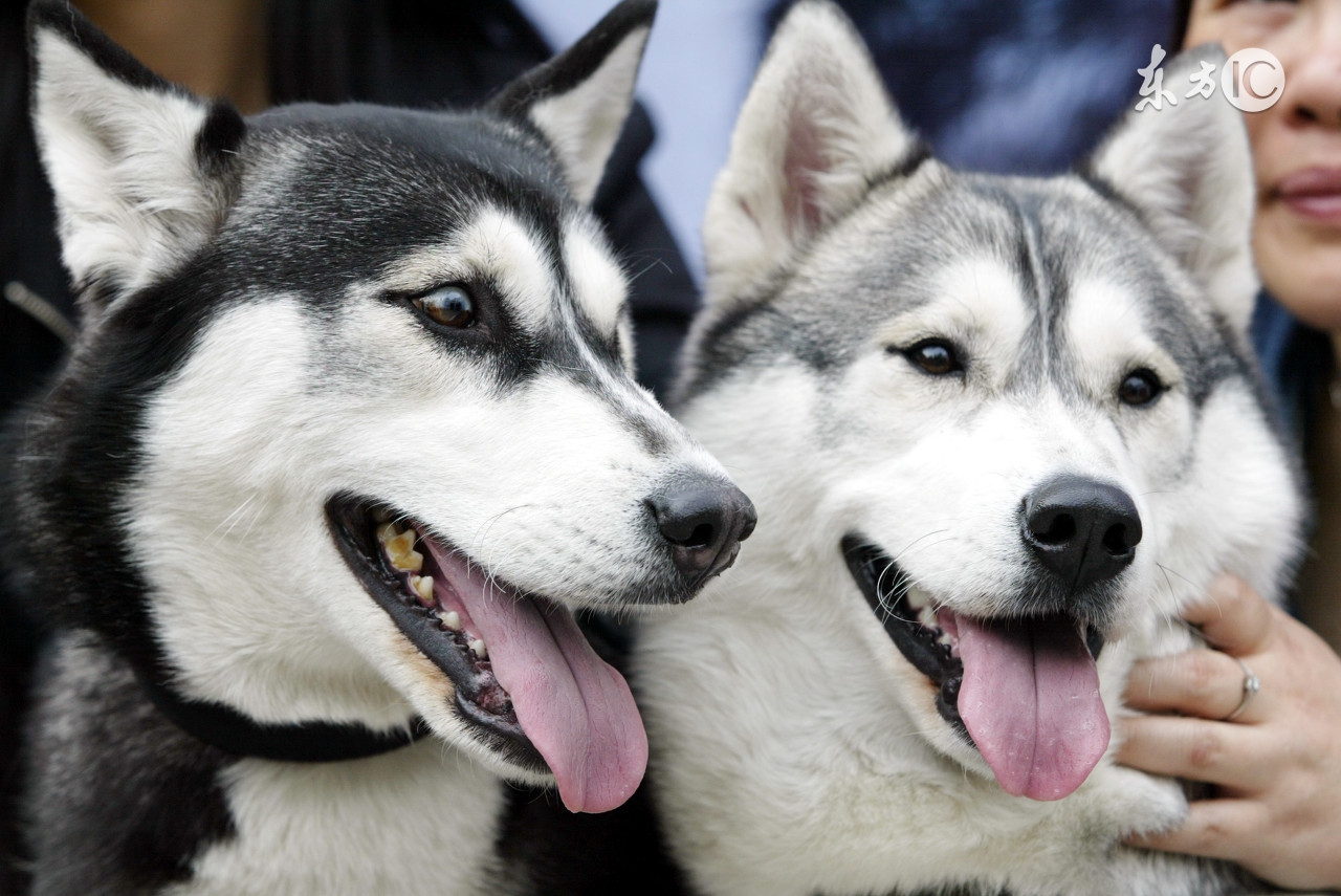 阿拉斯加雪橇犬vs西伯利亚哈士奇,哈士奇犬和阿拉斯加犬怎么区分