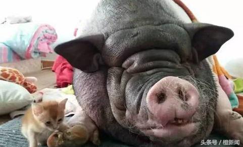 茶杯猪能活多久,茶杯猪能养多久