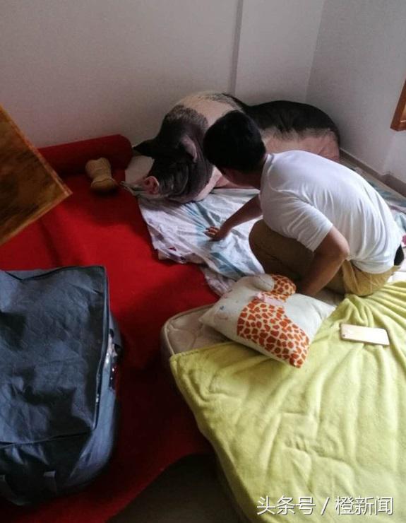 茶杯猪长大后长什么样,茶杯猪能活多久