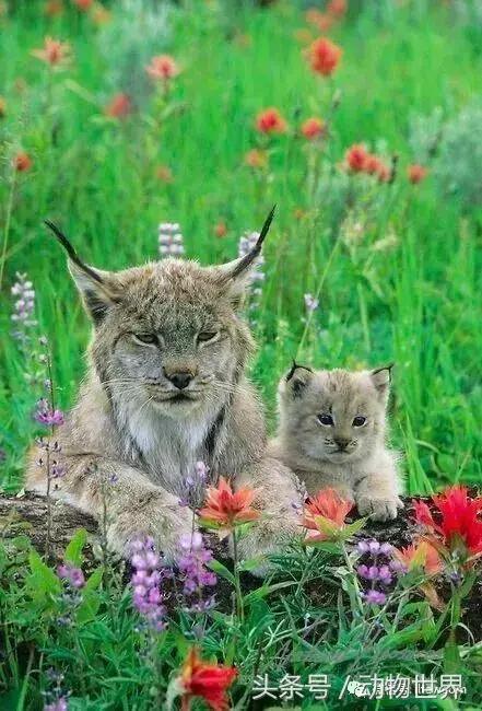 动物主题的儿童摄影,儿童拍摄动物世界图