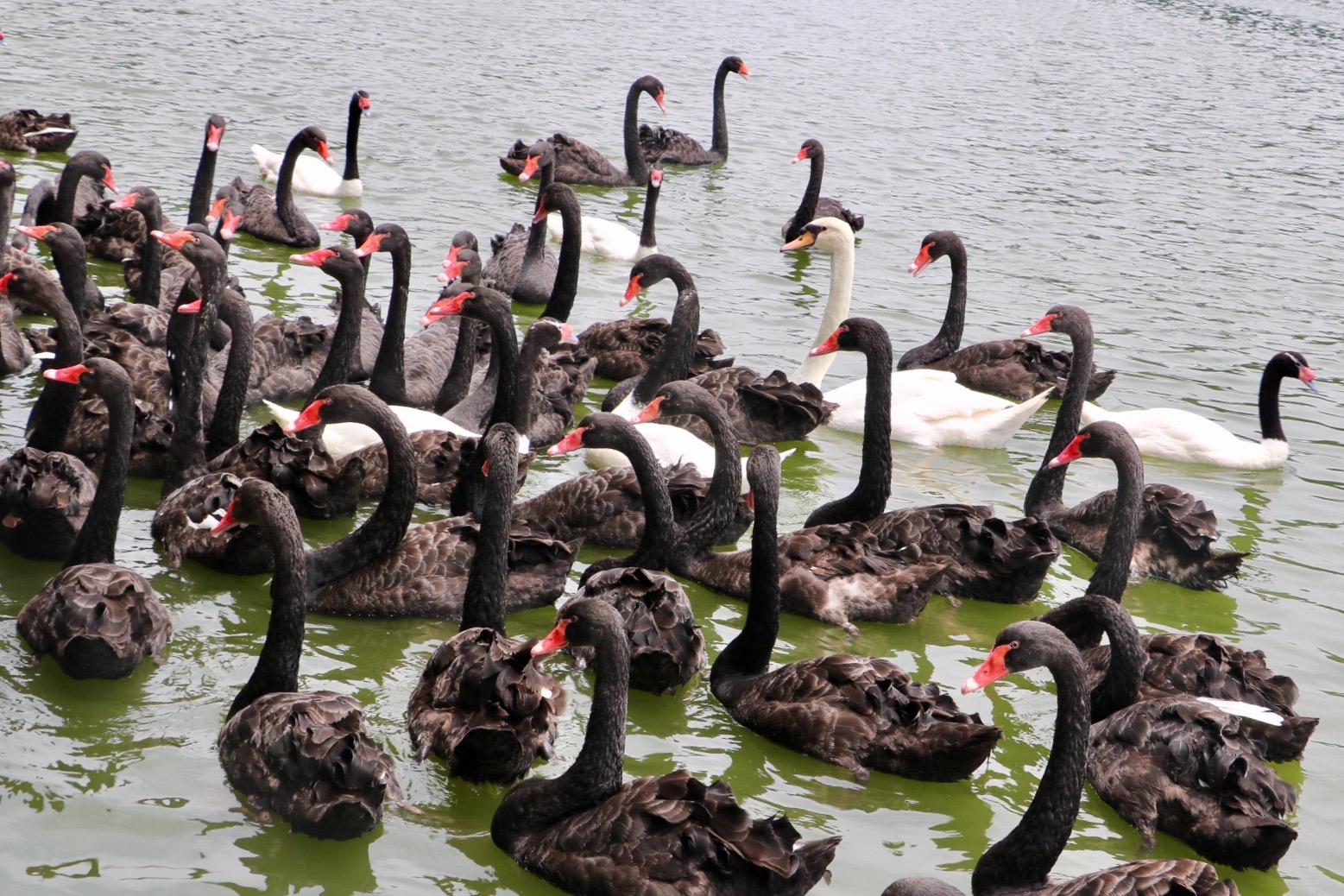 一月广州长隆野生动物园游玩攻略,长隆海洋王国不可错过