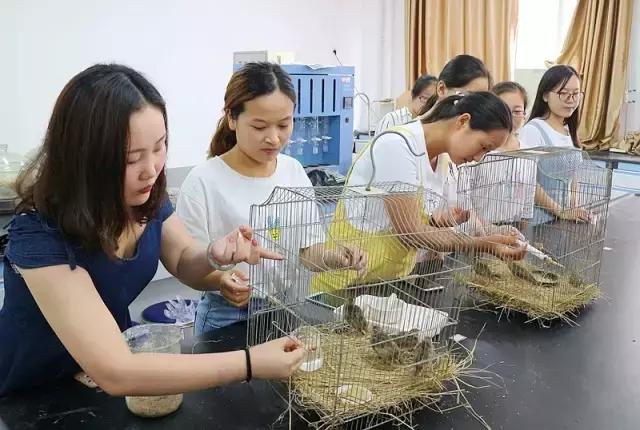 这一批小云雀的命运：有人捉住它们，有人救助它们，今天被放生