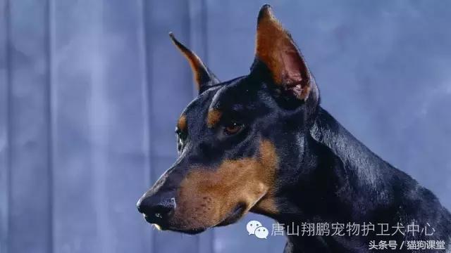 杜宾犬详细介绍,杜宾犬犬种多少钱