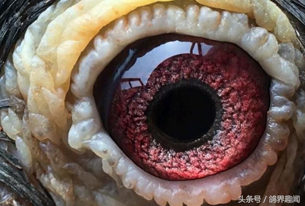 养鸽子高手经典语录,养鸽经典集锦