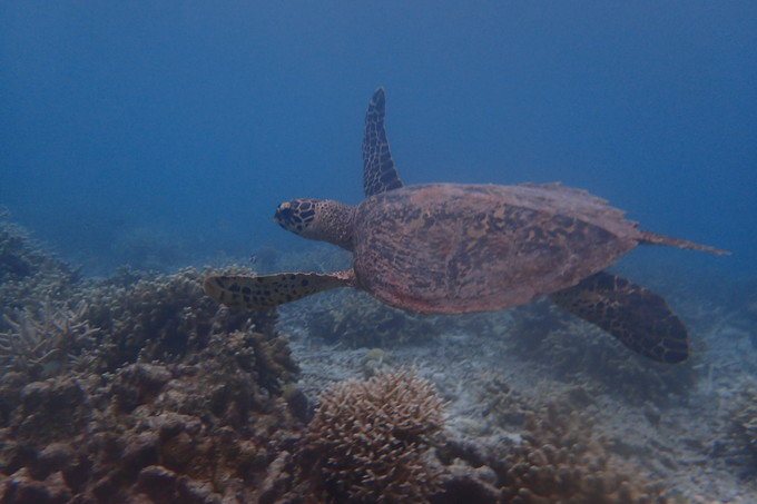 带着思念去旅行完整版,带着思念去海边