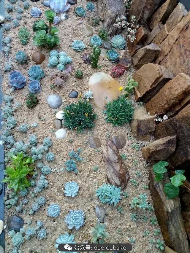 用多肉做花的方法,多肉植物自制方法