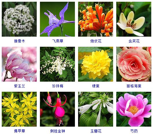 精心整理了150种花卉,还告诉你怎么养!必须收藏