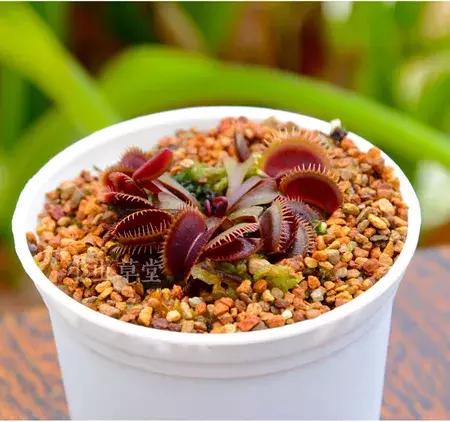 捕蝇草的一些知识,捕蝇草到底应该怎么养