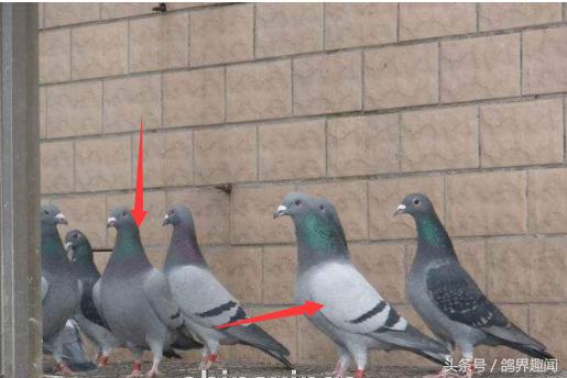 养鸽子高手经典语录,养鸽经典集锦