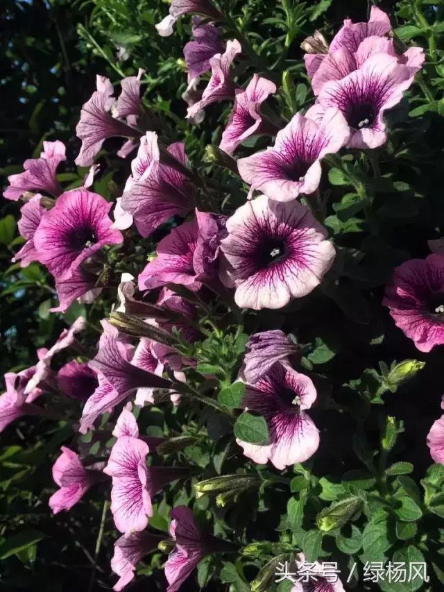 瘦西湖优惠门票多少钱,瘦西湖门票优惠政策最新