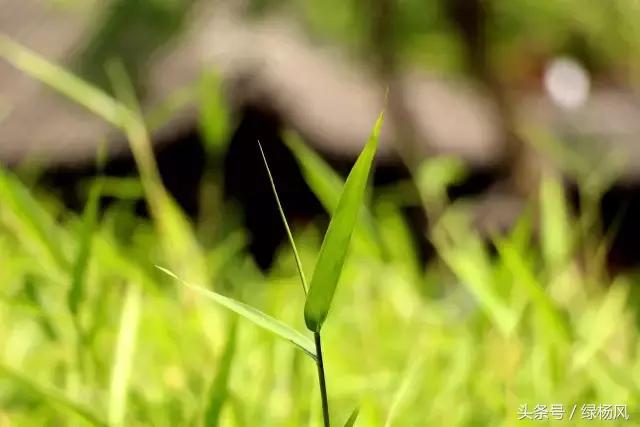 瘦西湖优惠门票多少钱,瘦西湖门票优惠政策最新