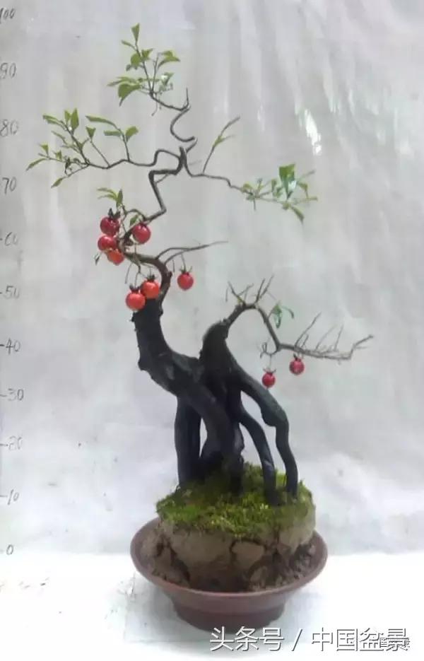 盆景悬根露爪美不胜收