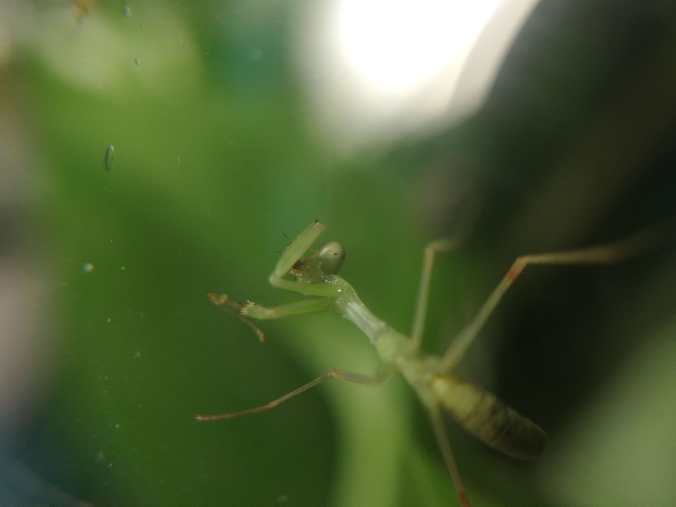 你见过迷你小螳螂吗,小螳螂吃小虫子吗