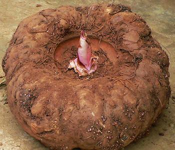 降胆固醇降血脂降血糖,水煮菜可以降胆固醇降血糖吗