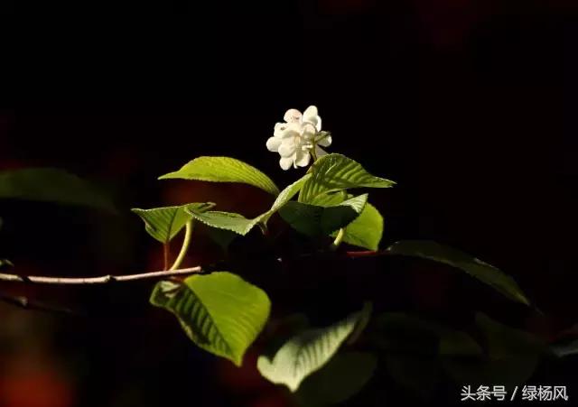 瘦西湖优惠门票多少钱,瘦西湖门票优惠政策最新