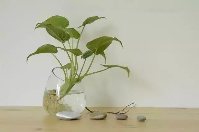 水培绿萝叶子发黄快速补救方法,水培绿萝怎么养才能更旺盛更绿