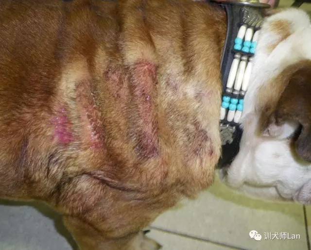 狗皮肤红肿痒小水泡,狗皮肤发红结痂痒是什么病