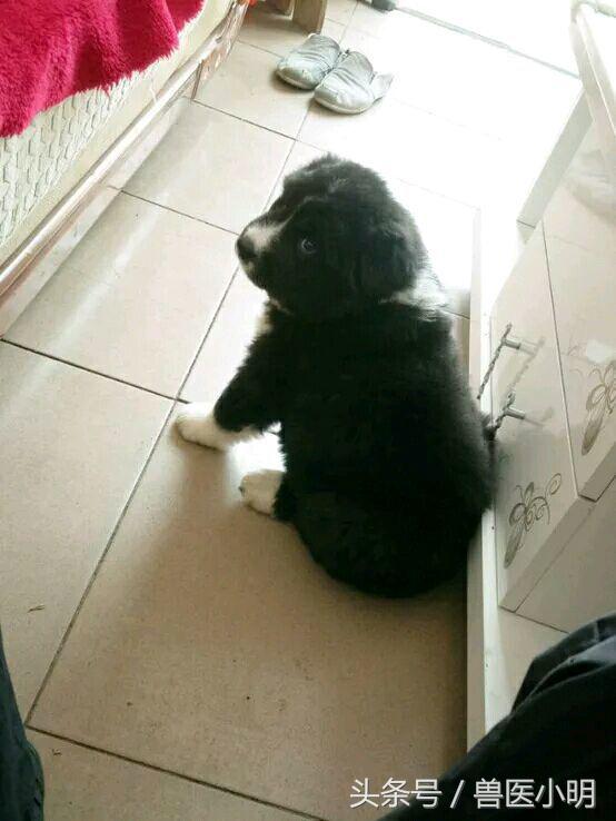 体型小又聪明的串串狗,串串狗的体型为什么比父母大