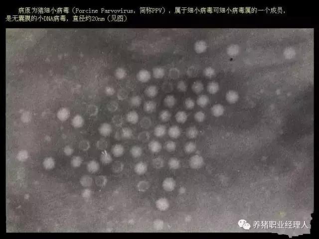 不要小看病毒危害,细小病毒的危害及防范