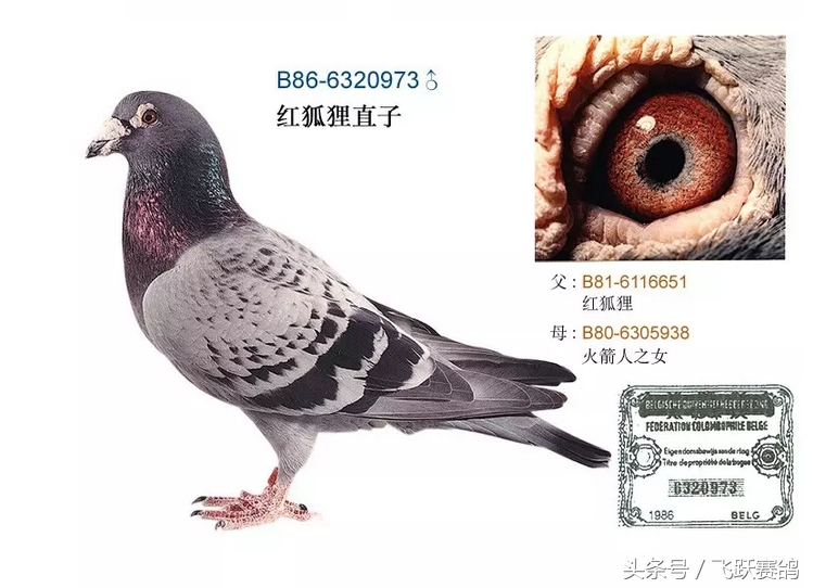 信鸽毛滴虫球虫二合一,信鸽毛滴虫病用什么药最好