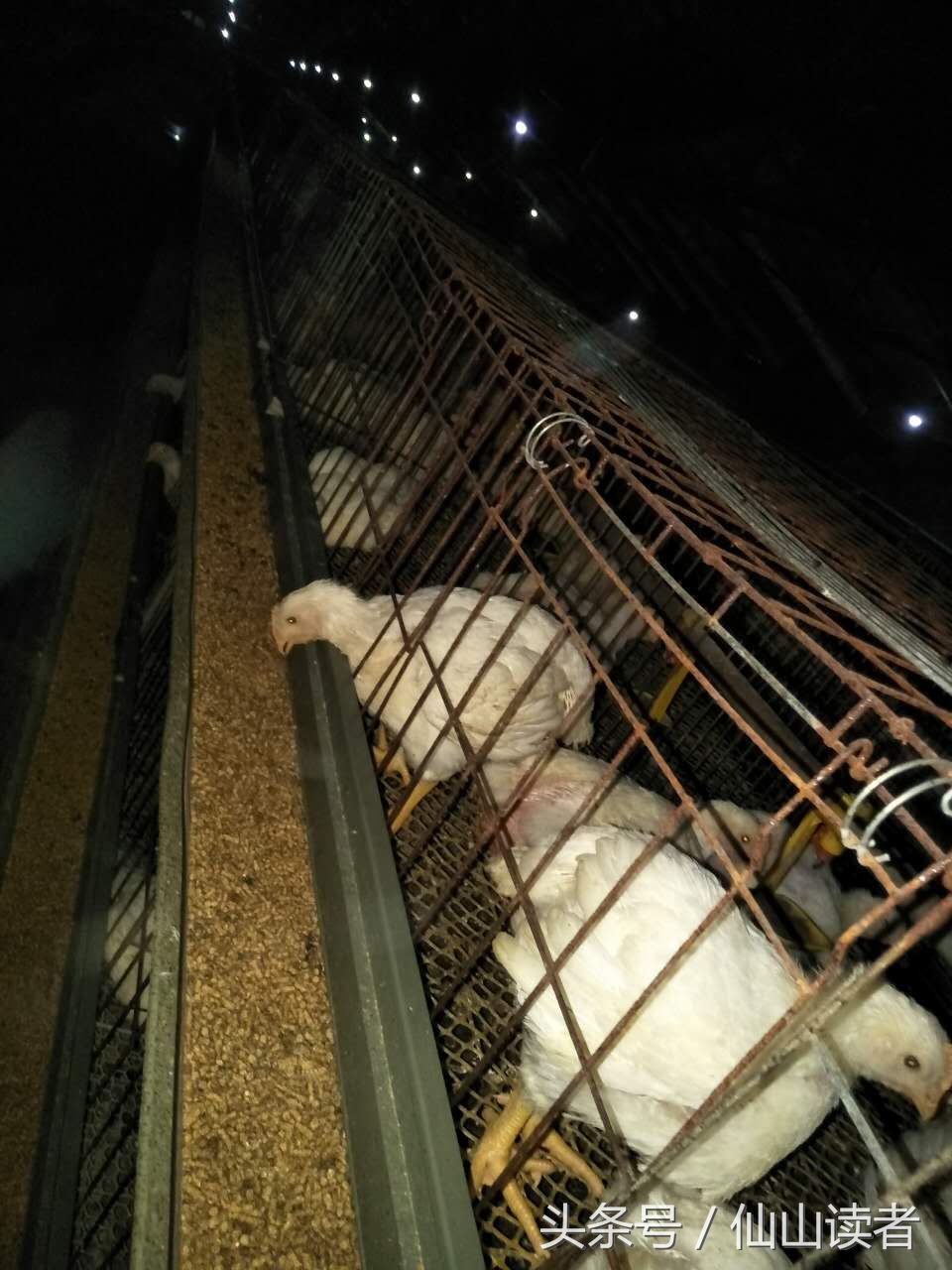 专业禽病技术指导,禽病技术大咖