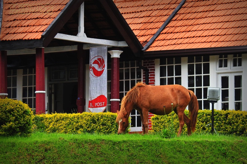 印度洋岛国上的小英格兰，浓浓英伦风，凉爽避暑地！