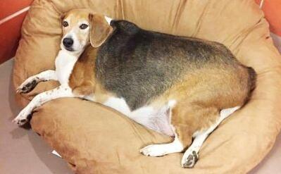 狗狗意外死亡会记恨主人吗,家里狗狗意外死亡预示什么