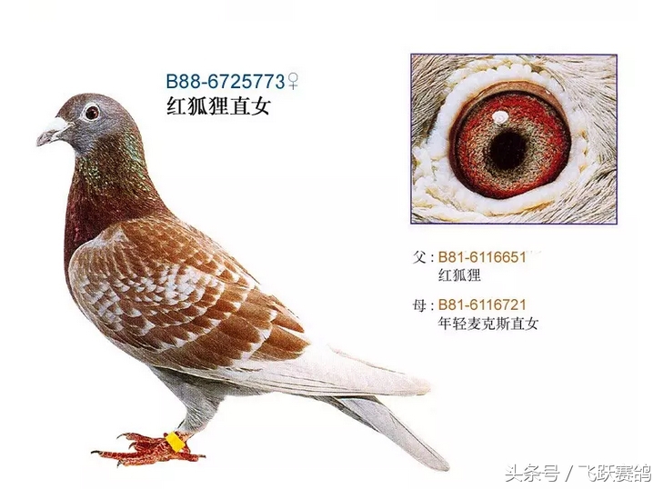 信鸽毛滴虫球虫二合一,信鸽毛滴虫病用什么药最好