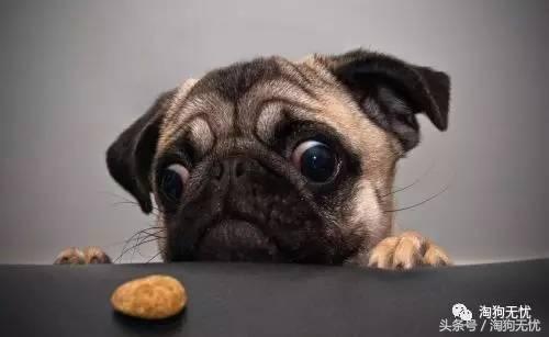 养狗前要学会的八件事,新手养狗怎么给狗狗养成习惯