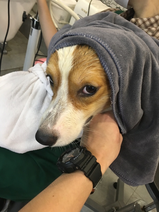 宠物皮肤病怎么治疗最有效,宠物医院如何治疗宠物皮肤病