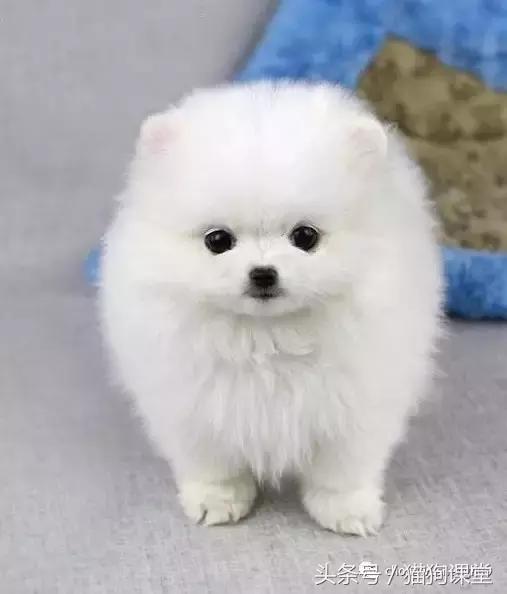 博美犬是什么犬种,犬种介绍马犬