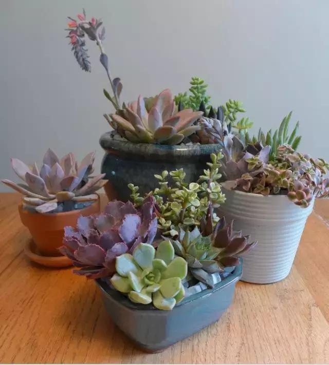 晒伤后的多肉能用芦荟修复吗,多肉从室内搬到室外被晒伤