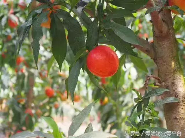 油桃怎么吃最黄,自然成熟油桃怎么吃才好吃