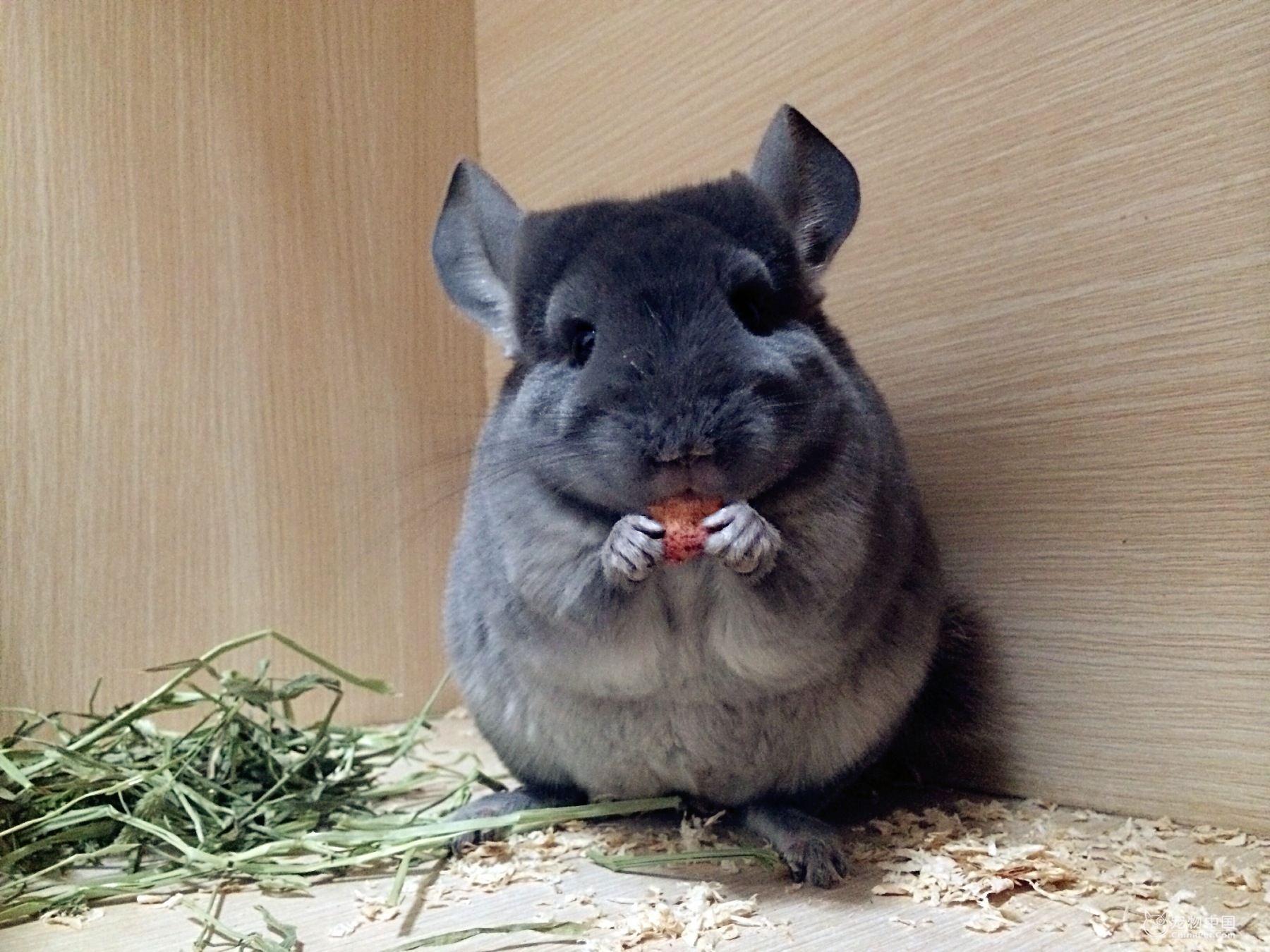 龙猫刚到家怎么养龙猫亲近自己,龙猫怎么养龙猫吃什么