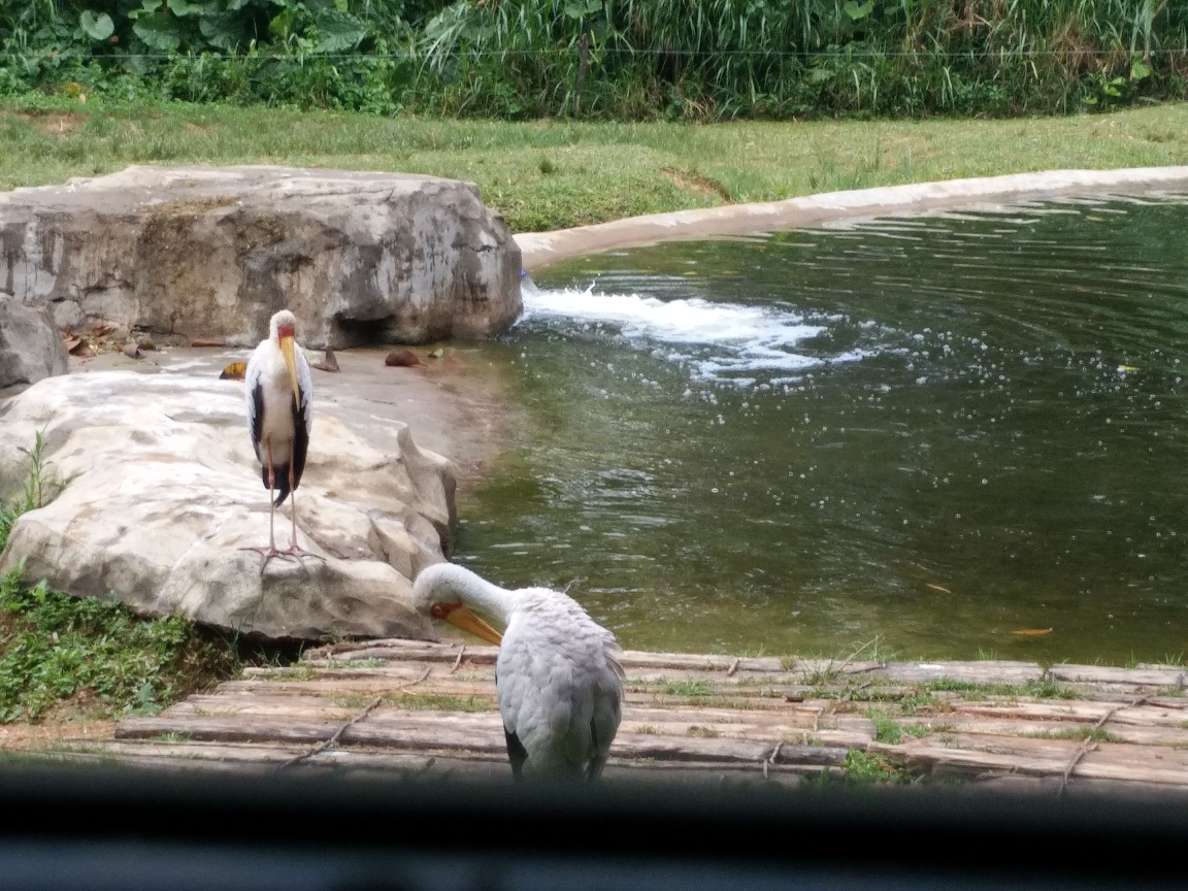 带一岁半宝宝去长隆野生动物园,长隆野生动物园最佳路线图