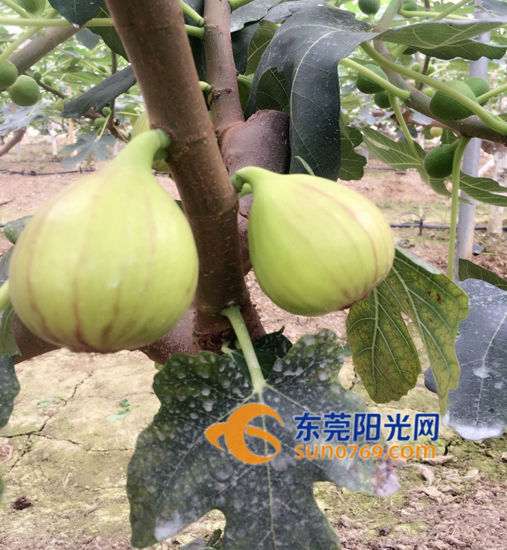 新上市的无花果,青皮无花果上市
