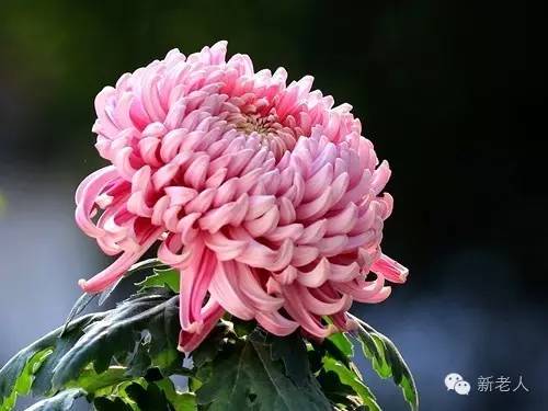 全国56个市花图片,中国各市市花集中图