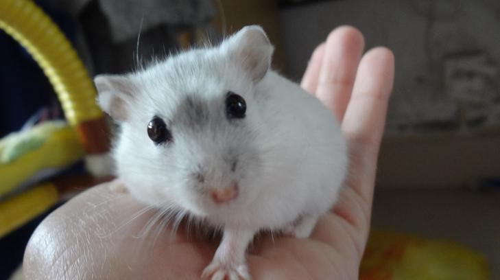 仓鼠骨折怎么养好得快,仓鼠骨折了怎么救助