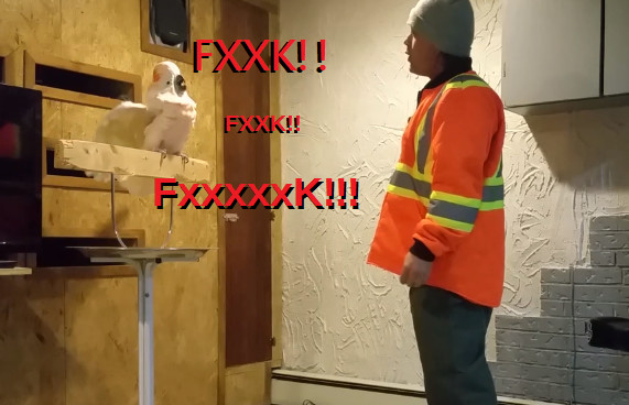 鹦鹉看见自己笼子被砸,鹦鹉看到同伴被猫咬死怎么办