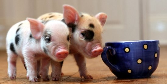 超级可爱的十大萌宠可以在家养,好养又干净的宠物萌宠